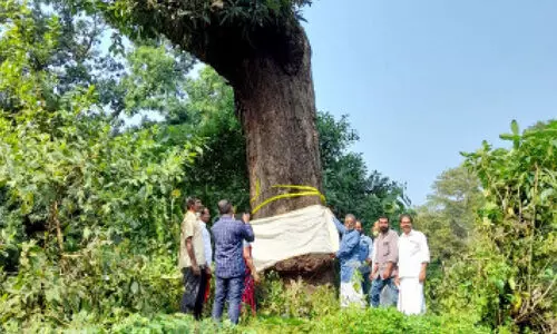 ചന്ദ്രശേഖരൻ മാവി​െൻറ സംരക്ഷണത്തിന് കൂട്ടായ്മ