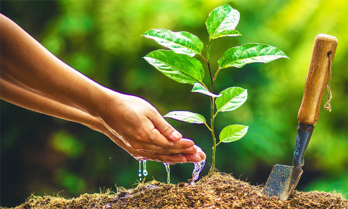 മരങ്ങൾ നടീൽ; മൂന്ന് നഴ്സറികൾ സ്ഥാപിക്കും മരങ്ങൾ നടീൽ; മൂന്ന് നഴ്സറികൾ സ്ഥാപിക്കും