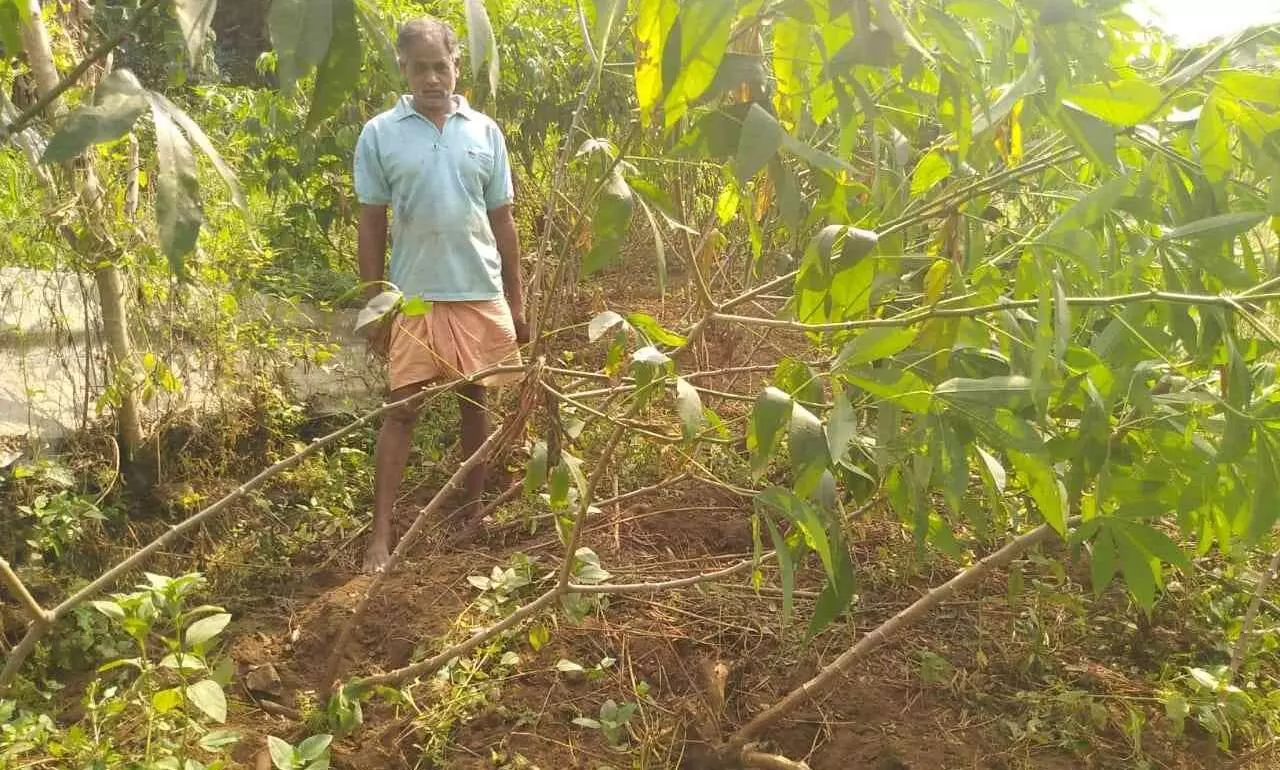 തോമ്പികണ്ടത്ത് കാട്ടുപന്നികളുടെ വിളയാട്ടം കർഷകർക്ക് കനത്ത നഷ്ടം തോമ്പികണ്ടത്ത് കാട്ടുപന്നികളുടെ വിളയാട്ടം കർഷകർക്ക് കനത്ത നഷ്ടം