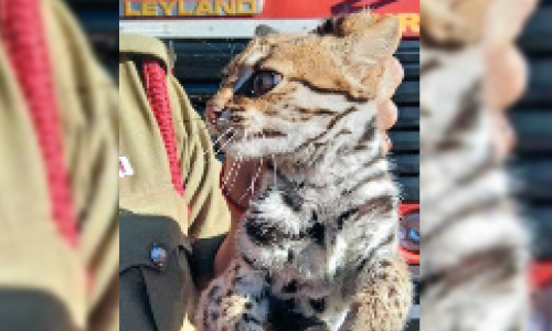 പുലിക്കുട്ടി ചായക്കടയിൽ കയറി