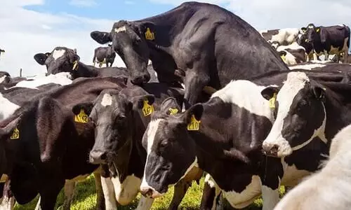 വേനല്‍ കടുക്കുന്നു; മൃഗപരിപാലന മേഖല പ്രതിസന്ധിയില്‍