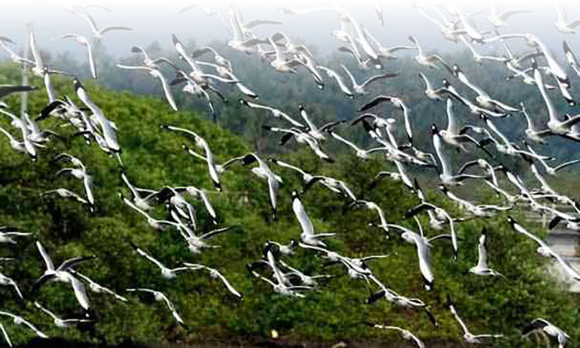 Changaram Padasekaram with favorite birds Changaram Padasekaram with favorite birds