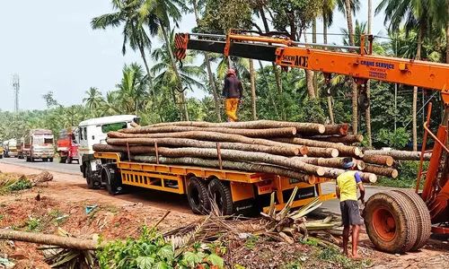 ആറുവരി ദേശീയപാത: മരങ്ങൾ മുറിച്ചുമാറ്റുന്ന പ്രവൃത്തി ധ്രുതഗതിയിൽ