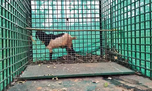 കാ​ണാ​മ​റ​യ​ത്ത്​ ക​ടു​വ; ജനവാസ മേഖലയിൽ   കാൽപാടുകൾ