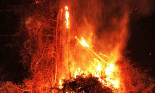 കാ​ട്ടു​തീ പ്ര​തി​രോ​ധം: വ​ന​സം​ര​ക്ഷ​ണ സ​മി​തി​ക​ൾ​ക്ക് കൂ​ടു​ത​ൽ അ​ധി​കാ​രം