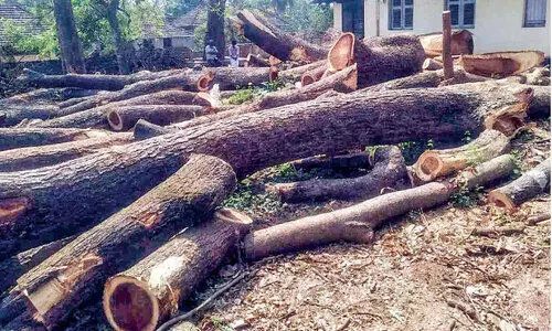 Trees in the premises of the Parli Sub-Registrar