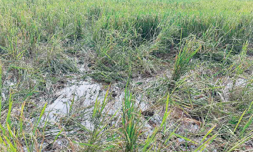 wild boar attack ambalappara