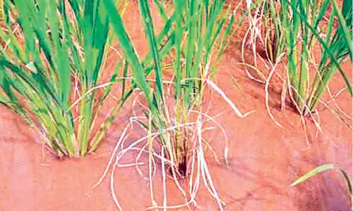 ബാക്ടീരിയയും അധിക അമ്ലതയും; നെല്ലിൽ ഓലകരിച്ചിൽ വ്യാപകം