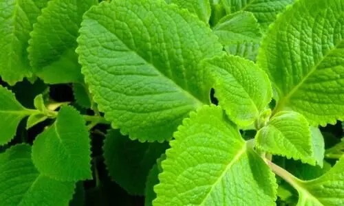 വീട്ടിൽ വളർത്താം പനിക്കൂർക്ക വീട്ടിൽ വളർത്താം പനിക്കൂർക്ക