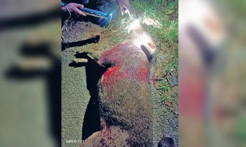 കാട്ടുപന്നി മുതൽ കാലാവസ്ഥ വ്യതിയാനം വരെ; വേണം, കാർഷിക മേഖലക്ക്​ കരുതൽ