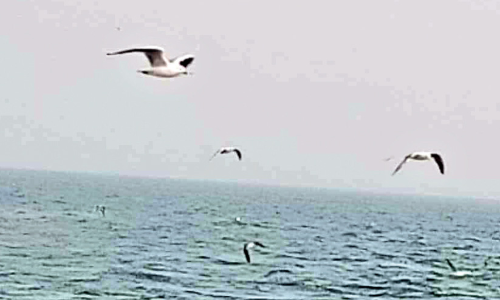 കടൽ പക്ഷികളുടെ എണ്ണത്തിൽ ഗണ്യമായ കുറവെന്ന് പഠനം