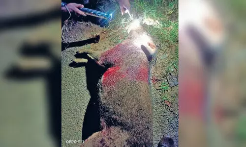 കാട്ടുപന്നി മുതൽ കാലാവസ്ഥ വ്യതിയാനം വരെ; വേണം, കാർഷിക മേഖലക്ക്​ കരുതൽ