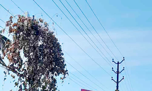 നിരീക്ഷണ കാമറകൾ കാടുകയറി മൂടി: അധികൃതർ കണ്ടില്ല