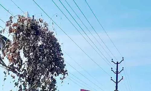 നിരീക്ഷണ കാമറകൾ കാടുകയറി മൂടി: അധികൃതർ കണ്ടില്ല