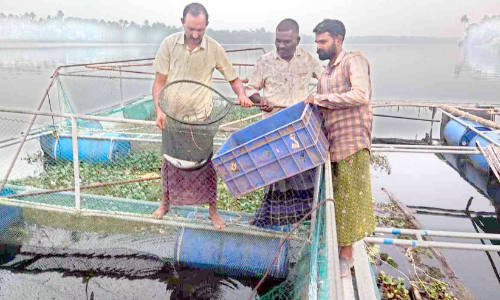 പെരിയാറിലെ കൂടുമത്സ്യ കൃഷിയിൽ നൂറുമേനി