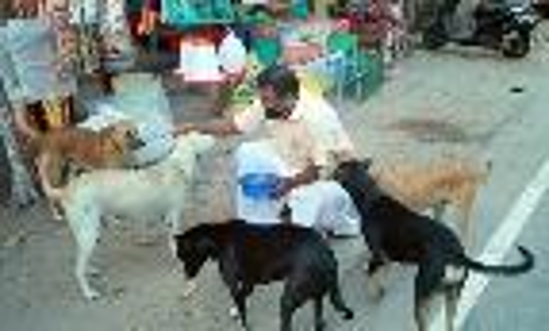 കരുതലിന്‍റെ നേർക്കാഴ്ച; തെരുവ് നായകളെ അന്നമൂട്ടി പ്രസന്നൻ