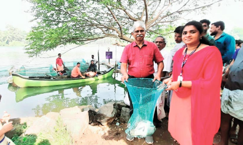 പു​തു​വ​ർ​ഷ വി​പ​ണി കീ​ഴ​ട​ക്കാ​ൻ പെ​ട​ക്ക​ണ കാ​ളാ​ഞ്ചി