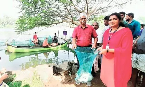പു​തു​വ​ർ​ഷ വി​പ​ണി കീ​ഴ​ട​ക്കാ​ൻ പെ​ട​ക്ക​ണ കാ​ളാ​ഞ്ചി