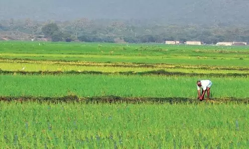അലനല്ലൂരിന് വേണം, സ്ഥിരം കൃഷി ഓഫിസര് അലനല്ലൂരിന് വേണം, സ്ഥിരം കൃഷി ഓഫിസര്