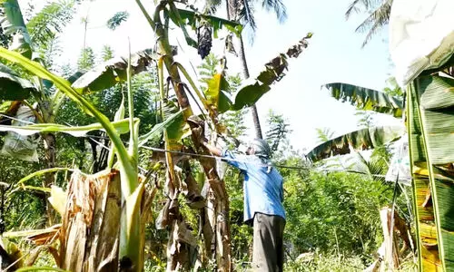 കുരങ്ങ് ശല്യത്തിൽ പൊറുതിമുട്ടി; വാഴകൾ വെട്ടി നശിപ്പിച്ച് കർഷകൻ