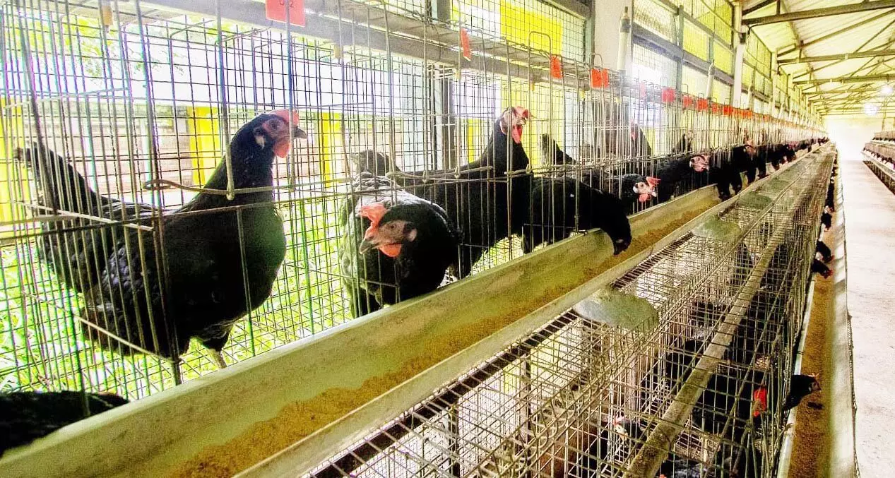 തലശ്ശേരി കോഴികളിലെ ഗവേഷണം; വെറ്ററിനറി സര്വകലാശാലക്ക് ദേശീയ പുരസ്കാരം തലശ്ശേരി കോഴികളിലെ ഗവേഷണം; വെറ്ററിനറി സര്വകലാശാലക്ക് ദേശീയ പുരസ്കാരം