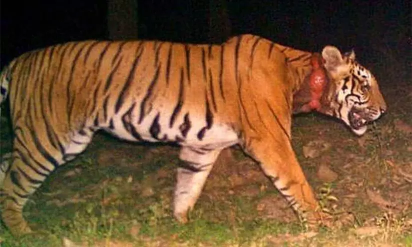 kurukkanmoola tiger kurukkanmoola tiger