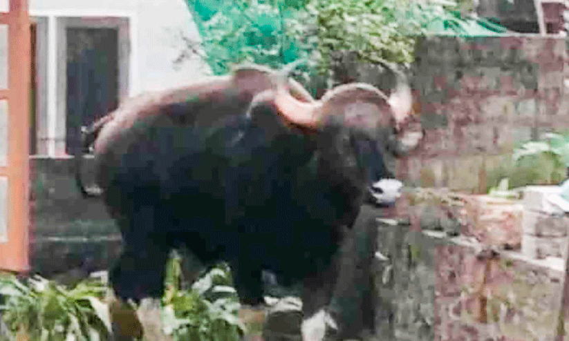 പുലിക്കും, കാട്ടാനകൾക്കും പിന്നാലെ കാട്ടുപോത്തും നാട്ടിലിറങ്ങി പുലിക്കും, കാട്ടാനകൾക്കും പിന്നാലെ കാട്ടുപോത്തും നാട്ടിലിറങ്ങി