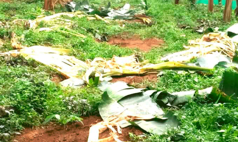 കണ്ണീർ പൊഴിയുന്നു, മലയോര മണ്ണിൽ കണ്ണീർ പൊഴിയുന്നു, മലയോര മണ്ണിൽ