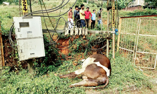 സം​ര​ക്ഷ​ണ സം​വി​ധാ​ന​മി​ല്ലാ​ത്ത ട്രാ​ന്‍സ്‌​ഫോ​മ​റി​ല്‍ നി​ന്ന് ഷോ​ക്കേ​റ്റ് ഗ​ര്‍ഭി​ണി​യാ​യ പ​ശു ച​ത്തു