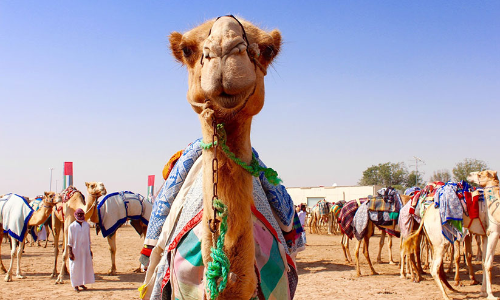 അ​ല്‍ ദ​ഫ്ര സൗ​ന്ദ​ര്യ​മ​ത്സ​ര​ത്തി​ല്‍ 40,000 ഒ​ട്ട​കം