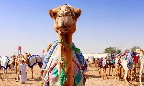 അ​ല്‍ ദ​ഫ്ര സൗ​ന്ദ​ര്യ​മ​ത്സ​ര​ത്തി​ല്‍ 40,000 ഒ​ട്ട​കം