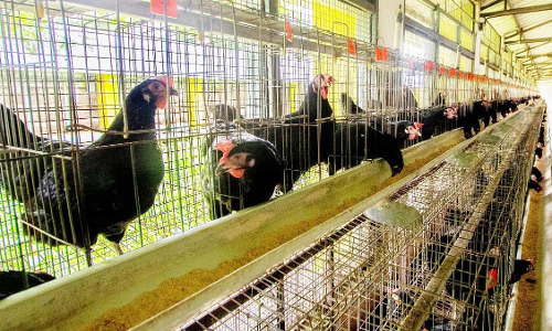 തലശ്ശേരി കോഴികളിലെ ഗവേഷണം; വെറ്ററിനറി സര്‍വകലാശാലക്ക്​ ദേശീയ പുരസ്‌കാരം