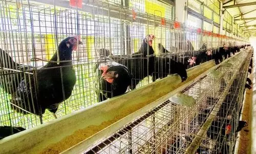 തലശ്ശേരി കോഴികളിലെ ഗവേഷണം; വെറ്ററിനറി സര്‍വകലാശാലക്ക്​ ദേശീയ പുരസ്‌കാരം