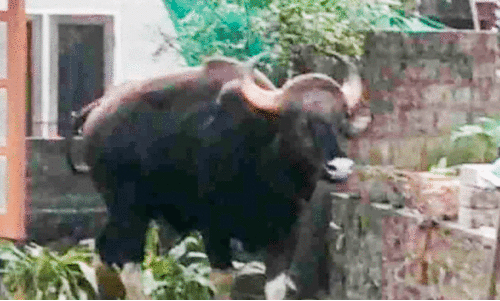 പുലിക്കും, കാട്ടാനകൾക്കും പിന്നാലെ കാട്ടുപോത്തും നാട്ടിലിറങ്ങി പുലിക്കും, കാട്ടാനകൾക്കും പിന്നാലെ കാട്ടുപോത്തും നാട്ടിലിറങ്ങി