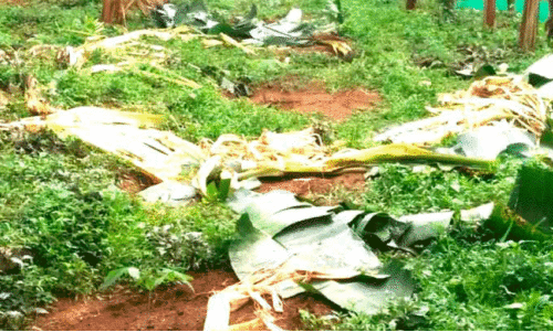 കണ്ണീർ പൊഴിയുന്നു, മലയോര മണ്ണിൽ കണ്ണീർ പൊഴിയുന്നു, മലയോര മണ്ണിൽ