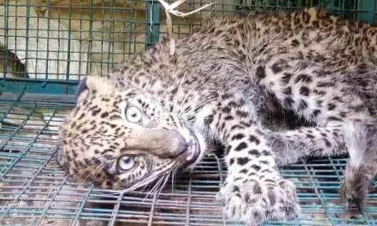 ആങ്ങമൂഴിയിൽ അവശനിലയിൽ കണ്ട പുലിയെ പിടികൂടി