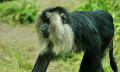 Karimpuzha Wildlife Sanctuary