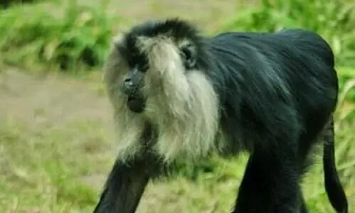 Karimpuzha Wildlife Sanctuary