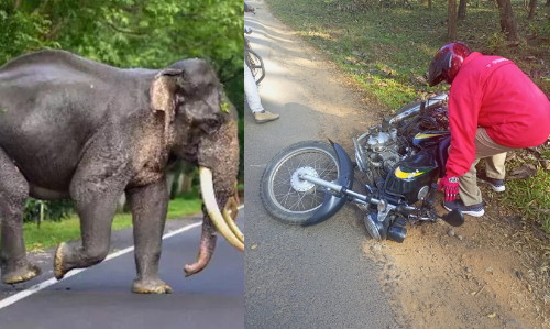 കെ.എസ്.ഇ.ബി ജീവനക്കാരെ കാട്ടാന ആക്രമിച്ചു, ബൈക്ക് എടുത്തെറിഞ്ഞു