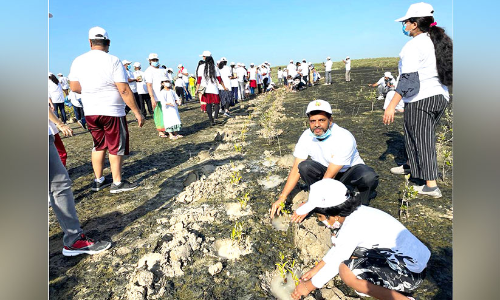 1500 ക​ണ്ട​ൽ തൈ​ക​ൾ ന​ട്ടു​പി​ടി​പ്പി​ച്ചു