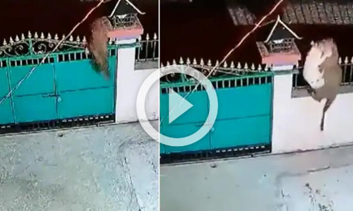 ഗേറ്റ് ചാടിക്കടന്ന് പുലി മുറ്റത്ത്; വളർത്തുനായയെ കടിച്ചെടുത്ത് മടക്കം, വിഡിയോ ഗേറ്റ് ചാടിക്കടന്ന് പുലി മുറ്റത്ത്; വളർത്തുനായയെ കടിച്ചെടുത്ത് മടക്കം, വിഡിയോ