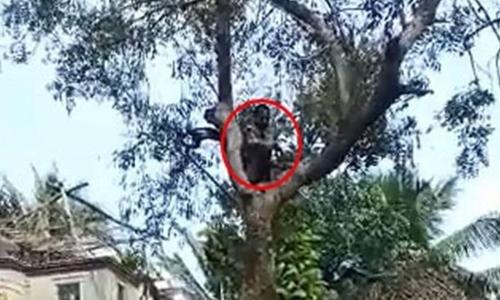 വാക്സിനെടുക്കാനെത്തിയ ഉദ്ദ്യോഗസ്ഥരെ കണ്ട് മരത്തിൽ ക‍യറി യുവാവ്; വൈറലായി ദൃശ്യങ്ങൾ