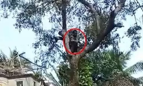 വാക്സിനെടുക്കാനെത്തിയ ഉദ്ദ്യോഗസ്ഥരെ കണ്ട് മരത്തിൽ ക‍യറി യുവാവ്; വൈറലായി ദൃശ്യങ്ങൾ