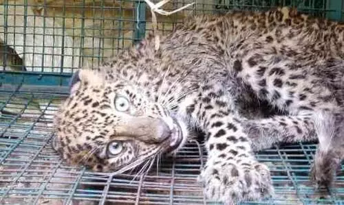 ആങ്ങമൂഴിയിൽ അവശനിലയിൽ കണ്ട പുലിയെ പിടികൂടി