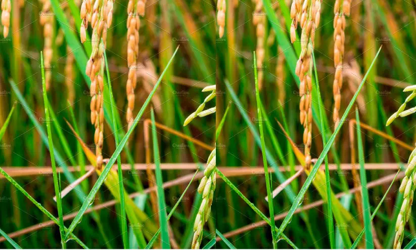 നെൽകൃഷിക്ക് ഭീഷണിയായി ചിത്രകീടം കുട്ടനാട് പുഞ്ചകൃഷി ആശങ്കയിൽ നെൽകൃഷിക്ക് ഭീഷണിയായി ചിത്രകീടം കുട്ടനാട് പുഞ്ചകൃഷി ആശങ്കയിൽ