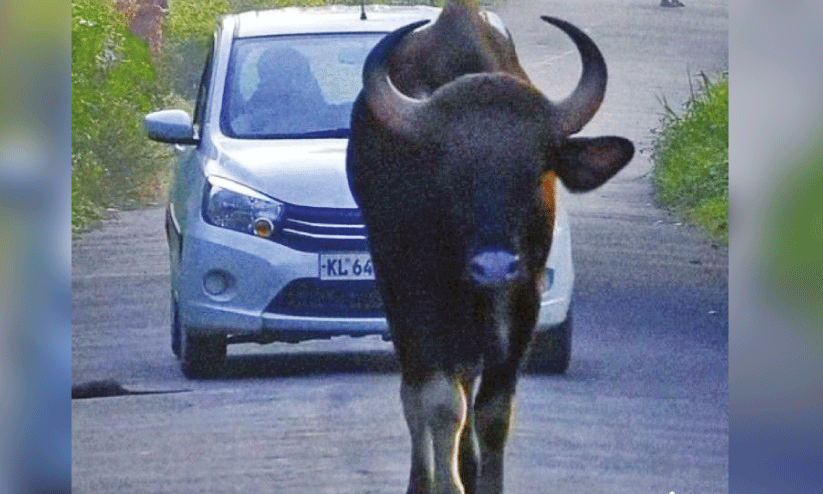 നാടിനെ വിറപ്പിച്ച് കാട്ടുപോത്ത് നാടിനെ വിറപ്പിച്ച് കാട്ടുപോത്ത്