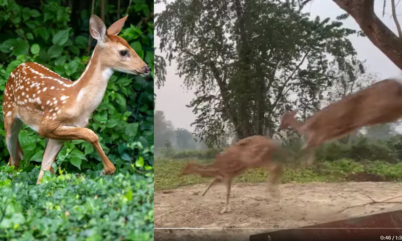 ഇവർക്കുമുണ്ടോ ഇടതുപക്ഷവും വലതുപക്ഷവും? വൈറലായി സ്വാതന്ത്ര്യത്തിലേക്ക് കുതിച്ചുപായുന്ന മാന്കൂട്ടം ഇവർക്കുമുണ്ടോ ഇടതുപക്ഷവും വലതുപക്ഷവും? വൈറലായി സ്വാതന്ത്ര്യത്തിലേക്ക് കുതിച്ചുപായുന്ന മാന്കൂട്ടം