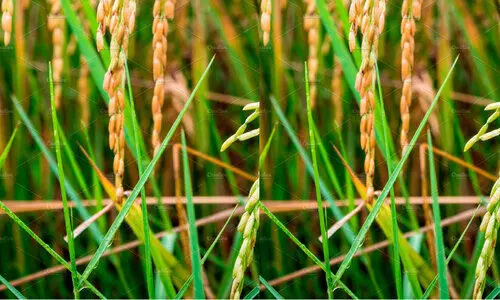നെൽകൃഷിക്ക് ഭീഷണിയായി ചിത്രകീടം  കുട്ടനാട്​ പുഞ്ചകൃഷി ആശങ്കയിൽ