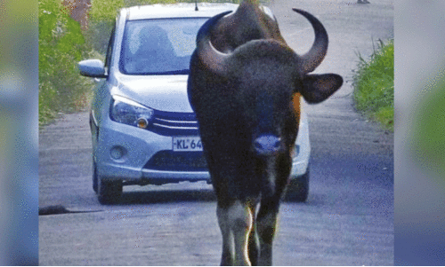 നാ​ടി​നെ വി​റ​പ്പി​ച്ച് കാ​ട്ടു​പോ​ത്ത്