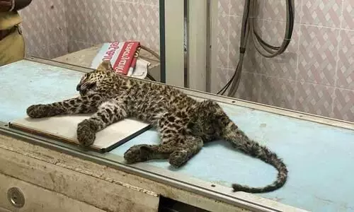 ആട്ടിൻകൂട്ടിൽ നിന്ന് പിടികൂടിയ പുലി ചത്തു